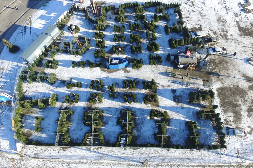 Christmas Tree Lot