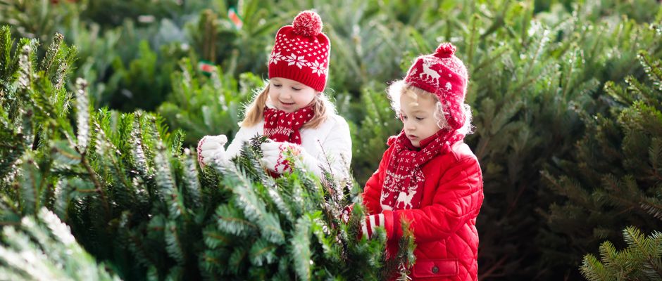 Calgary Christmas Trees for Sale