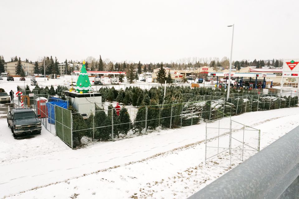 Christmas Tree Lot