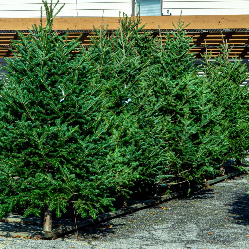 Dalhousie Calgary, Shaganappi Trail, Countryside Christmas Trees Calgary