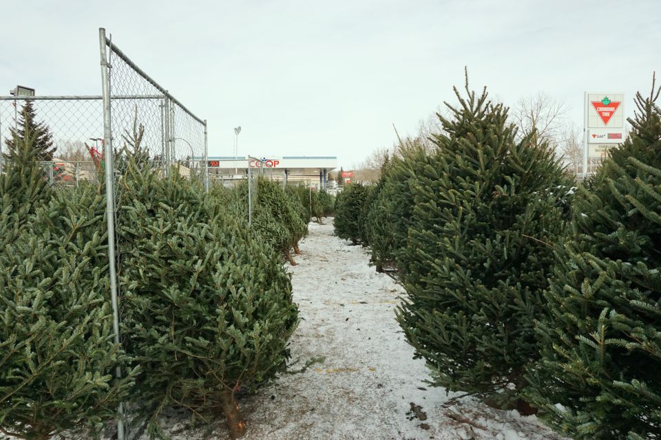 Dalhousie Calgary Christmas Tree Lot