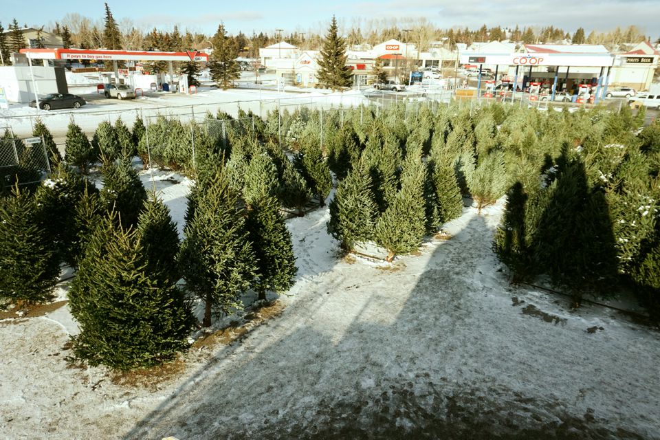 Dalhousie Calgary Christmas Tree Lot